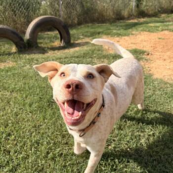 Dolly -  Labrador Retriever Dog for Adoption in Melbourne, Arkansas - Dolly | PetCurious