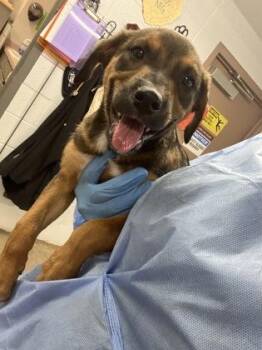 Compass -  Mixed Breed Dog for Adoption in Fort Worth, Texas - Compass | PetCurious