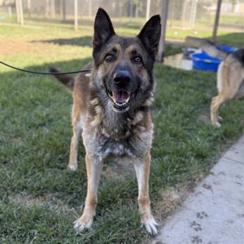 ROCKY -  German Shepherd Dog Dog for Adoption in Modesto, California - ROCKY | PetCurious