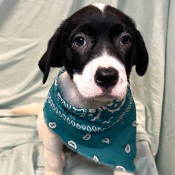 Mixed Breed Dogs Available for Adoption - Ciabatta | PetCurious