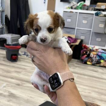 Freddy -  Chihuahua and Mixed Breed Dog for Adoption in Sacramento, California - Freddy | PetCurious