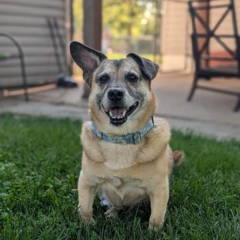 Benji -  Cardigan Welsh Corgi and Shepherd Dog for Adoption in Minneapolis, Minnesota - Benji | PetCurious