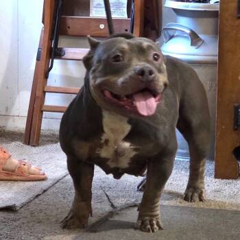 Lady -  Bulldog Dog for Adoption in Blue Springs, Missouri - Lady | PetCurious