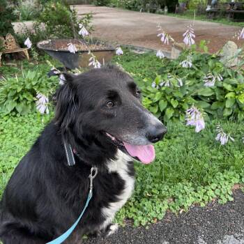 Cali the Dog -  Border Collie and Great Pyrenees Dog for Adoption in Murray, Kentucky - Cali The Dog | PetCurious