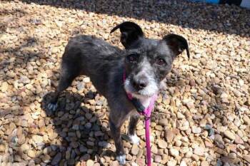 Terrier and Chihuahua Dogs Available for Adoption in Denver, Colorado - Piper | PetCurious