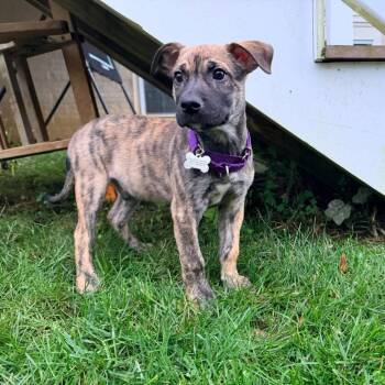 Chandler -  Terrier and Mixed Breed Dog for Adoption in Jarrettsville, Maryland - Chandler | PetCurious