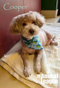 Cooper -  Poodle Dog for Adoption in Groveland, Florida - Cooper | PetCurious