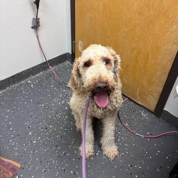 Watson -  Standard Poodle Dog for Adoption in Columbiana, Alabama - Watson | PetCurious