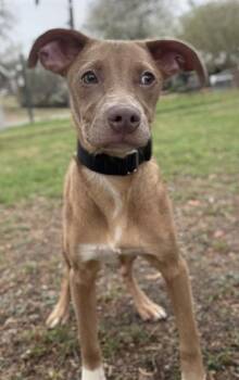 Labrador Retriever and Mixed Breed Dogs Available for Adoption - Rodney | PetCurious