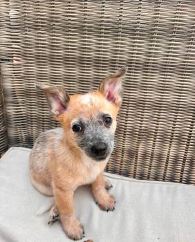 JoJo -  Australian Cattle Dog Blue Heeler Dog for Adoption in Paso Robles, California - JoJo | PetCurious