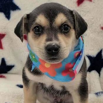 Boxer and Husky Dogs Available for Adoption in Huntsville, Alabama - Evan | PetCurious