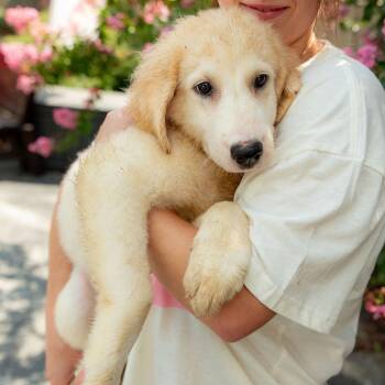 Suffolk -  Maremma Sheepdog and Great Pyrenees Dog for Adoption in Chester Springs, Pennsylvania - Suffolk | PetCurious