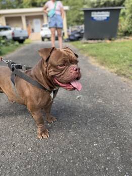 American Bully and English Bulldog Dogs Available for Adoption in Ridgefield, Connecticut - Winston | PetCurious