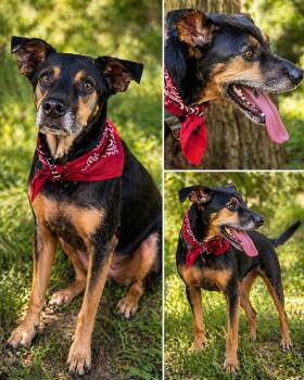 Davinci -  German Shepherd Dog and Hound Dog for Adoption in Corsicana, Texas - Davinci | PetCurious