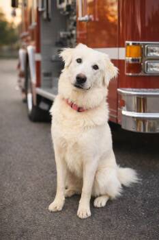 Annie -  Great Pyrenees Dog for Adoption in Mansfield, Texas - Annie | PetCurious