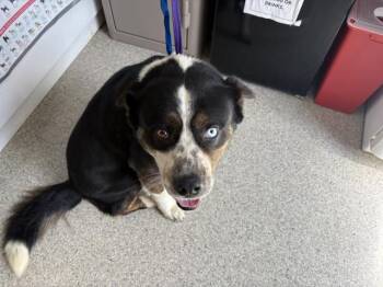 Border Collie and Mixed Breed Dogs Available for Adoption in Visalia, California - A253174 | PetCurious