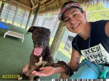 Mixed Breed Dogs Available for Adoption in West Palm Beach, Florida - SUNSHINE | PetCurious