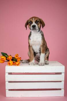 Australian Cattle Dog Blue Heeler Dogs Available for Adoption in Brighton, Colorado - 291-26 | PetCurious