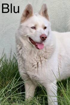 Rescue Husky Dogs for Adoption in Tracy, California - Blu | PetCurious