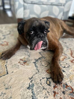 Rescue Boxer Dogs for Adoption in Woodbury, Minnesota - Lou | PetCurious