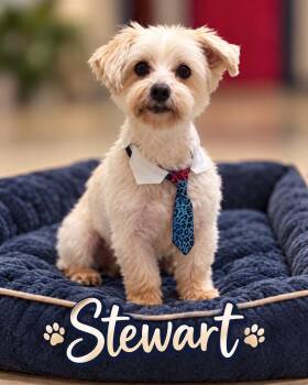 Stewart -  Maltese Dog for Adoption in Momence, Illinois - Stewart | PetCurious