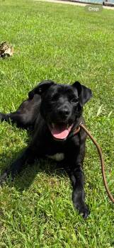 Rescue Pit Bull Terrier and Labrador Retriever Dogs for Adoption in Germantown, Ohio - Joey | PetCurious