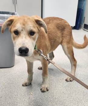 Rescue Great Pyrenees and Belgian Shepherd Malinois Dogs for Adoption in Frankfort, Kentucky - Chris | PetCurious