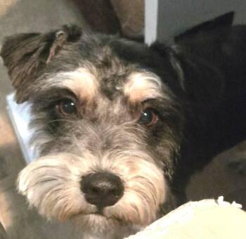 Schnauzer Dogs Available for Adoption in Dallas, Texas - Posey | PetCurious