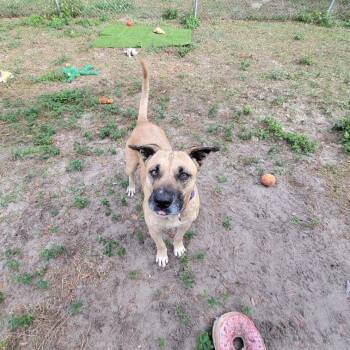 Black Mouth Cur Dogs Available for Adoption - Princess | PetCurious