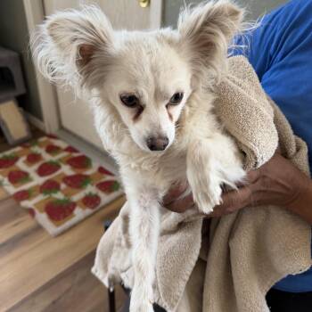 Oso -  Chihuahua Dog for Adoption in Deming, New Mexico - Oso | PetCurious