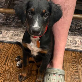 Leona -  Spaniel Dog for Adoption in Mount Bethel, Pennsylvania - Leona | PetCurious