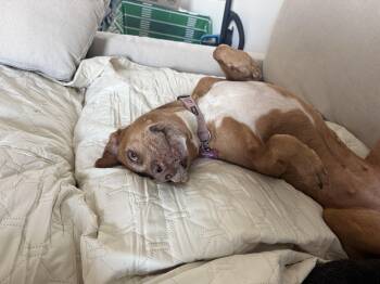 Abbey -  Yellow Labrador Retriever Dog for Adoption in Cave Creek, Arizona - Abbey | PetCurious