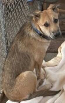 Rescue Mixed Breed Dogs for Adoption in Hot Springs, South Dakota - Nibblez | PetCurious