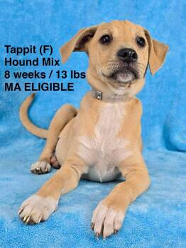Hound Dogs Available for Adoption in Pomfret, Connecticut - TAPIT | PetCurious