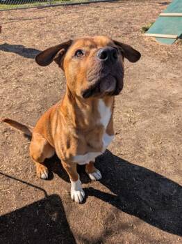 Labrador Retriever and German Shepherd Dog Dogs Available for Adoption in Indianapolis, Indiana - ROOT | PetCurious