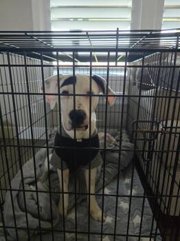 Milo -  Pit Bull Terrier Dog for Adoption in Valley Park, Oklahoma - Milo | PetCurious