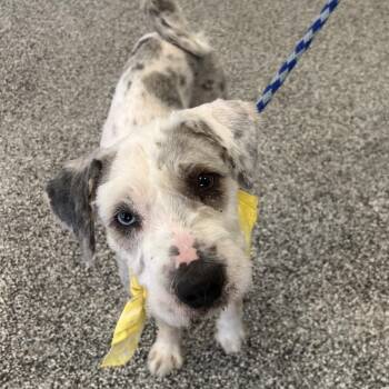 Dover -  Poodle and Cattle Dog Dog for Adoption in Hawthorne, California - Dover | PetCurious