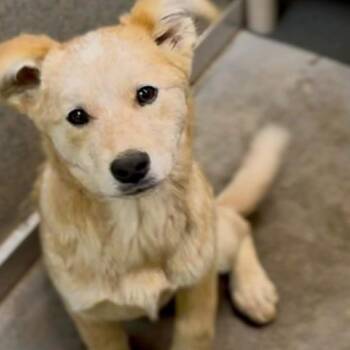 Mixed Breed Dogs Available for Adoption - Ava | PetCurious