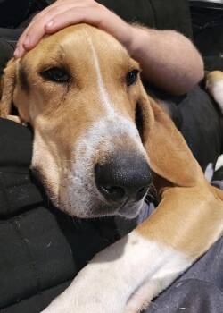 Rescue Hound Dogs for Adoption in Clarksburg, Missouri - Fox | PetCurious