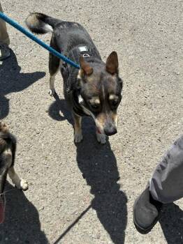 Australian Cattle Dog Blue Heeler Dogs Available for Adoption in Stockton, California - STUMP | PetCurious