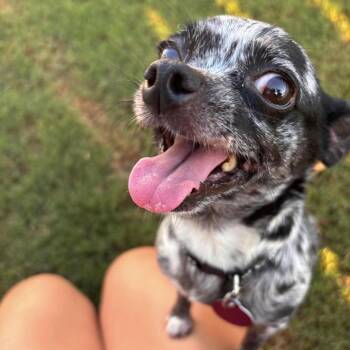 Cookie -  Chihuahua Dog for Adoption in Hillsborough, North Carolina - Cookie | PetCurious