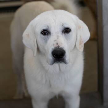 Rescue Great Pyrenees Dogs for Adoption in Peyton, Colorado - Pearl (OT25-228) | PetCurious