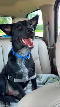 Larry -  Cattle Dog Dog for Adoption in Richmond, Maine - Larry | PetCurious