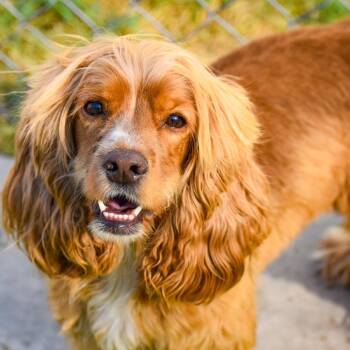 Nova Available 9/26 -  Cocker Spaniel and None Dog for Adoption in Loves Park, Illinois - Nova Available 9/26 | PetCurious