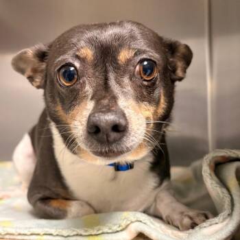 Sabrina/Dixie -  Mixed Breed Dog for Adoption in Greenville, South Carolina - Sabrina/Dixie | PetCurious