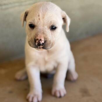 Spider -  Retriever Dog for Adoption in Huntsville, Alabama - Spider | PetCurious