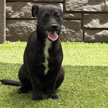 Clyde 1009 -  Terrier and Mixed Breed Dog for Adoption in Loxahatchee Groves, Florida - Clyde 1009 | PetCurious