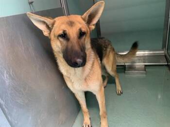 German Shepherd Dog and Mixed Breed Dogs Available for Adoption - A549227 | PetCurious