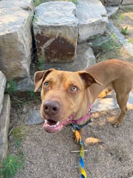 Arnie -  Pit Bull Terrier and Mixed Breed Dog for Adoption in Fort Collins, Colorado - Arnie | PetCurious