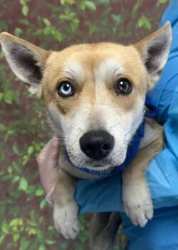 Cardigan Welsh Corgi and Shepherd Dogs Available for Adoption - Garlic Bread | PetCurious